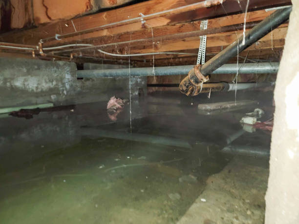 Best Flood restoration services  in Sardinia, OH